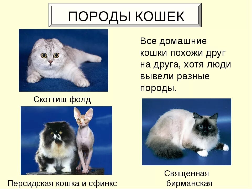 Кошка окружающий мир 2 класс. Примеры пород домашних животных. Примеры породдомашниш ж.. Породы домашних животных 2 класс. Породы домашних животных окружающий мир.