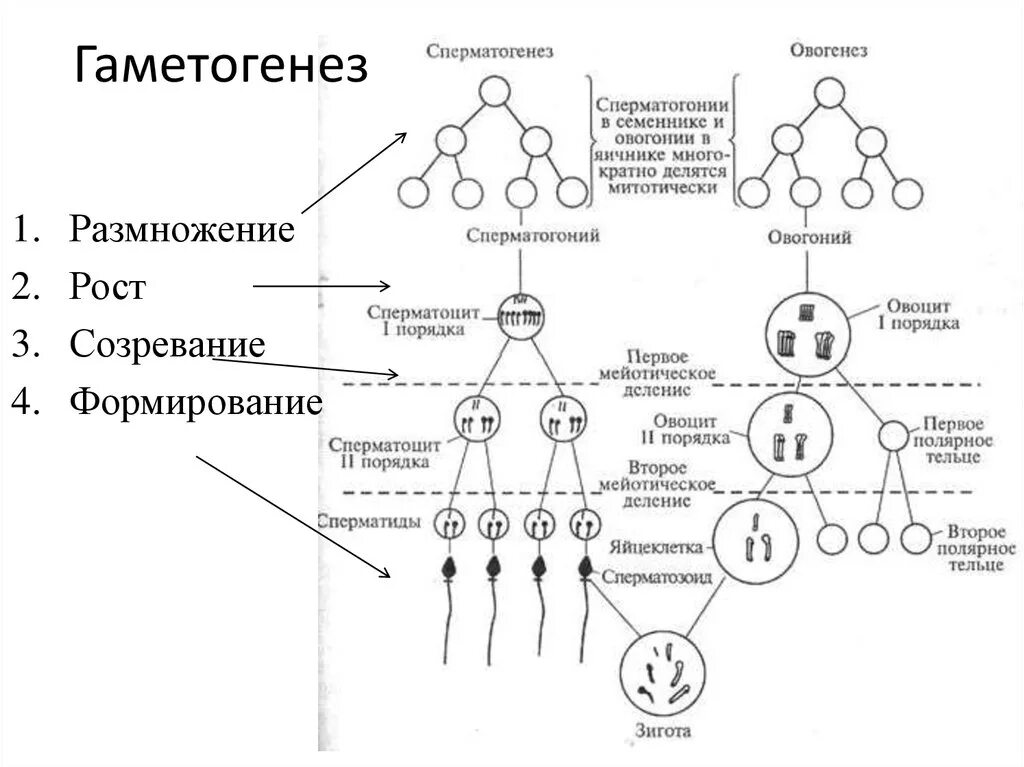 Сперматогенез и овогенез стадии развития. Схема развития сперматозоидов. Фазы развития половых клеток гаметогенез сперматогенез овогенез. Установите последовательность этапов сперматогенеза запишите. Установите последовательность этапов сперматогенеза запишите.