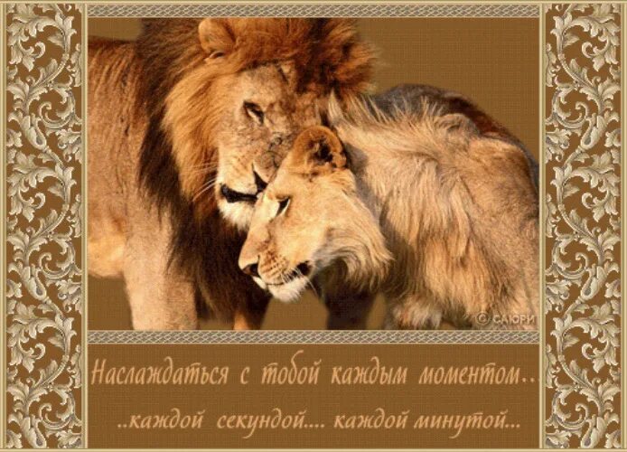 Лев мем. Лев ти ти ти. Сольфеджио длительности нот ритм. Лев ти ти ти. Карточки с изображением нот.