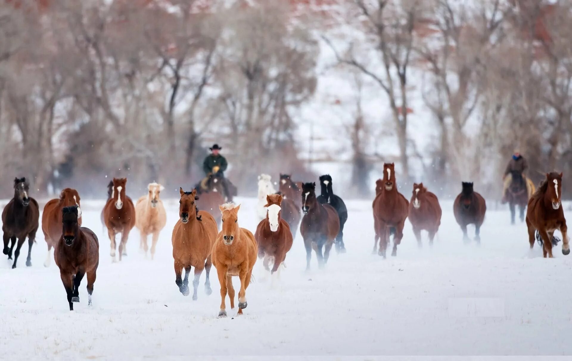 Лошади времен года. Кони зимой. Лошадь зима. Стадо лошадей. Табун лошадей.