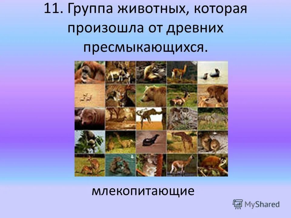 Распределите признаки животных по группам млекопитающие пресмыкающиеся. Распределите признаки животных по группам млекопитающие пресмыкающиеся