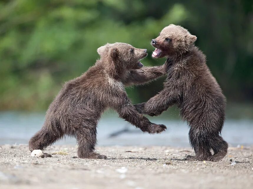 Медведи дерутся. Медведи дерутся. Медведи дерутся. Мишка сражается. Гризли vs бурый.