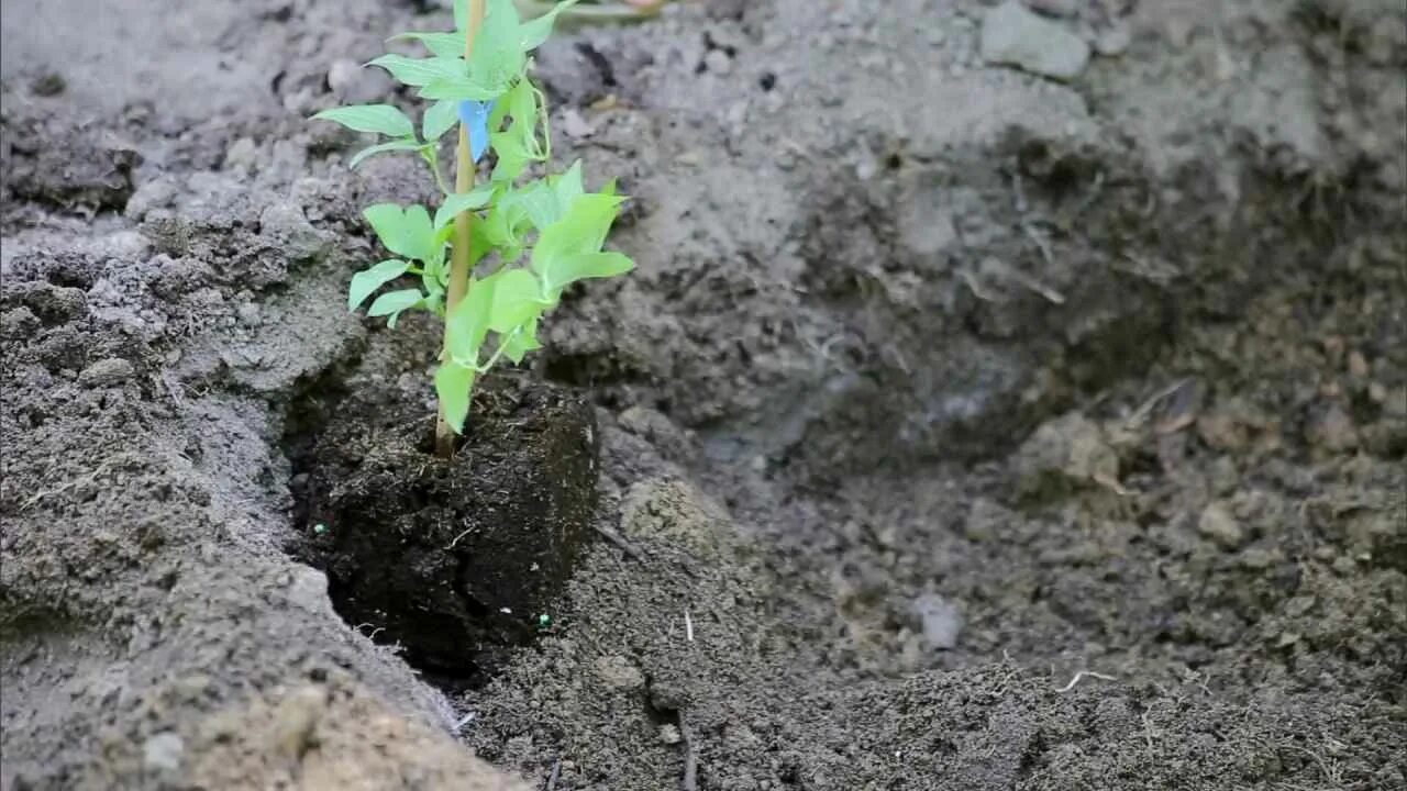 Высадка клематиса в грунт. Посадка клематиса в грунт. Клематис посадка. Посадочная яма клематис. Корневая клематиса.