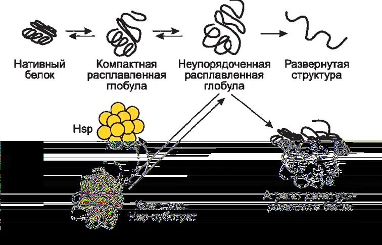 Белок теплового шока хламидий. Механизм действия белков теплового шока. Расплавленная глобула. Механизмы клеточной защиты белки теплового шока. Белок теплового шока 70.