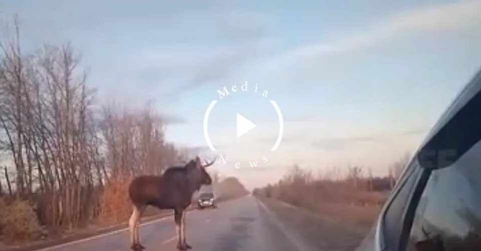 Лось в Самарской области. Лоси в Метрогородке на дороге.