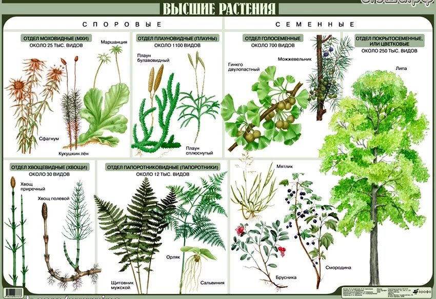 Высшие споровые растения 5 класс классификация. Царство растений споровые растения. Низшие растения высшие споровые растения. Отделы споровые растения схема. Высшие растения примеры названия