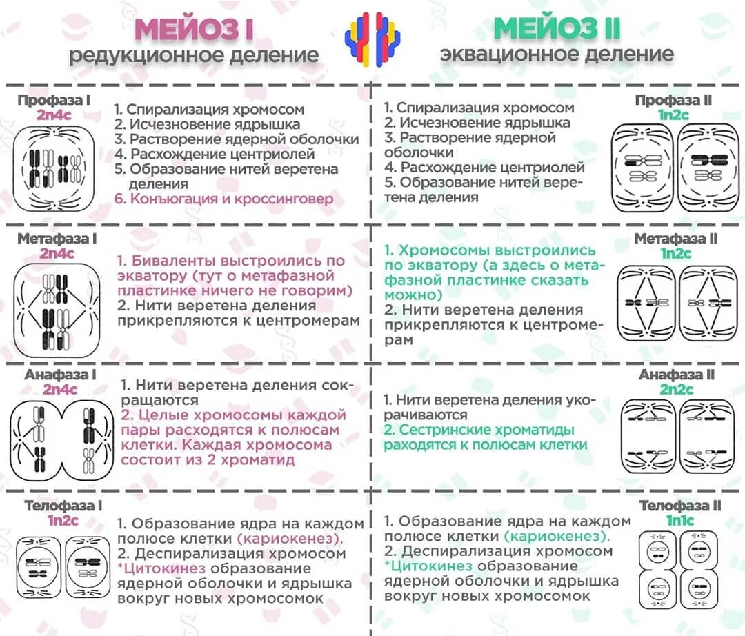 Фазы митоза и мейоза ЕГЭ. Фазы мейоза таблица 10 класс. Митоз и мейоз таблица по фазам с рисунками ЕГЭ. Митоз митоз таблица фазы деления. Контрольная работа по биологии митоз мейоз