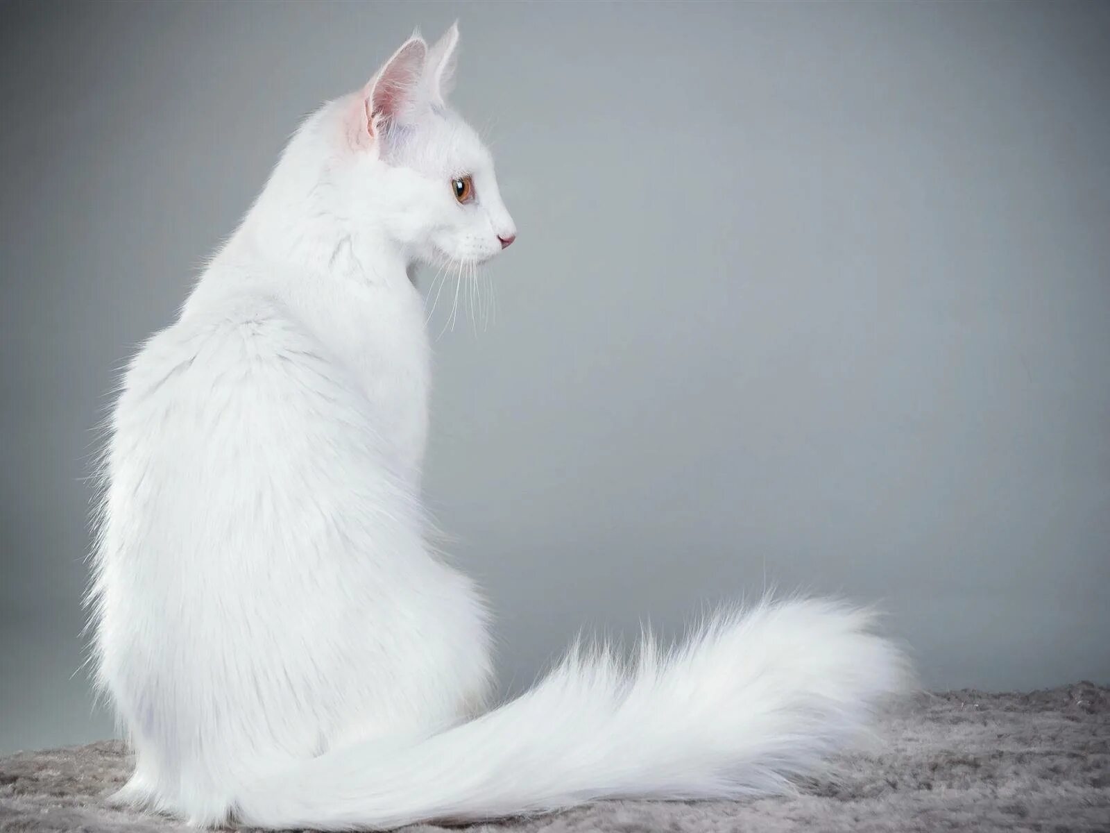 Серая ангора. Турецкая ангора биколор. Ангорская кошка. Белая ангорская кошка. Коты турецкая ангора.