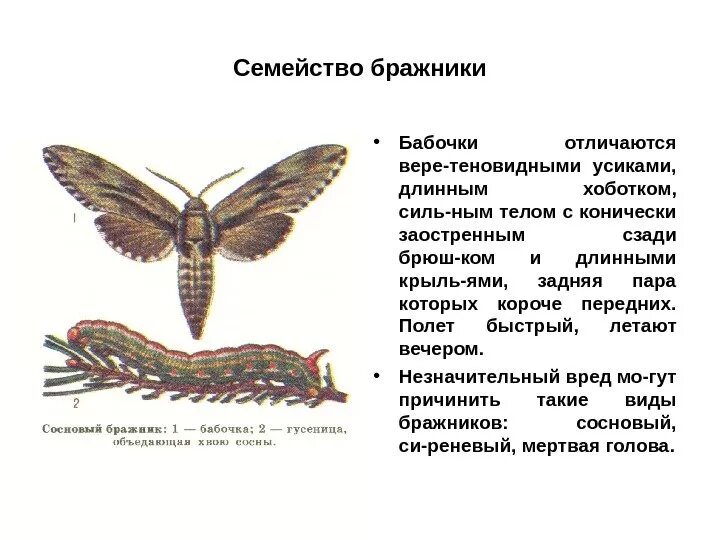 Классификация бабочек. Бабочка Бражник описание. Энтомология классификация насекомых. Бабочка мертвая голова систематика. Какой тип развития характерен для бражника липового