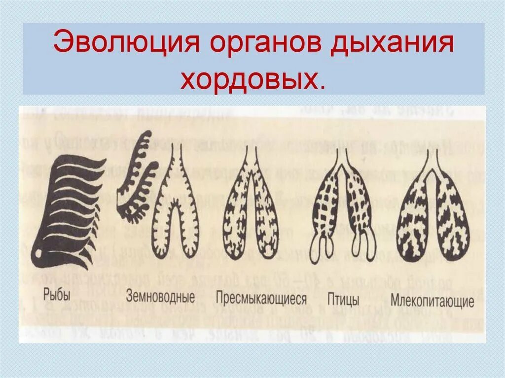 Альвеолярные легкие у млекопитающих. У кого впервые появились альвеолярные легкие. Легкие альвеолярного типа у млекопитающих. Эволюция дыхательной системы хордовых. Эволюция дыхательной системы млекопитающих.