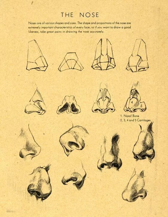 Готфрид Баммес. Баммес анатомия нос. Конструктивное построение носа. Нос анатомический рисунок.