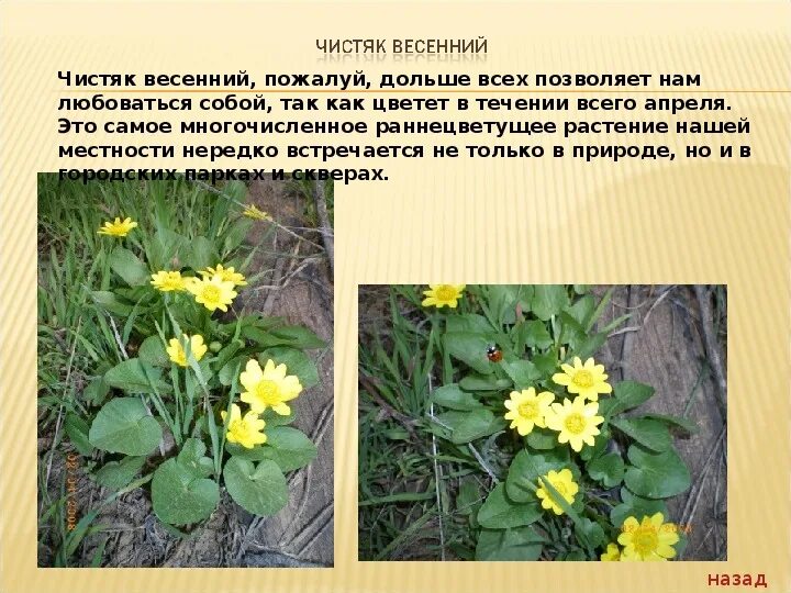 Первоцвет Чистяк весенний. Чистяк весенний (Ranunculus ficaria). Чистяк весенний, первоцвет весенний. Лютик весенний Чистяк. Чистяк весенний описание