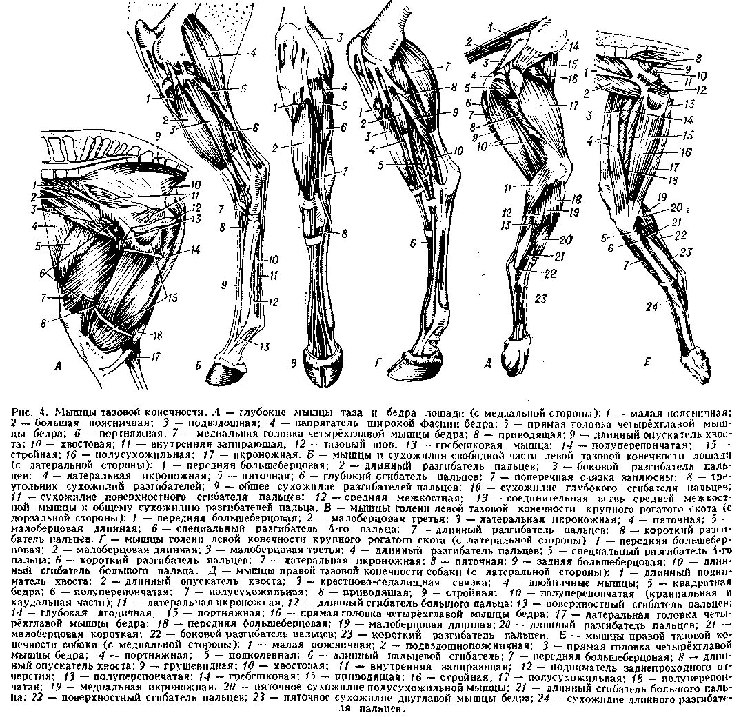 Сухожилие животных. Мышцы грудной конечности КРС анатомия. Сухожилия скакательного сустава у лошади. Мышцы тазовой конечности лошади. Мышцы грудной конечности коровы.