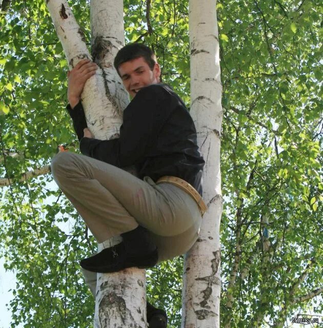 На дереве сидят 3. На дереве сидели 3 птички. На дереве сидят 3. На дереве сидят 3. Мальчик на дереве.