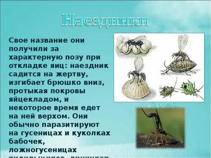 Какие насекомые санитары