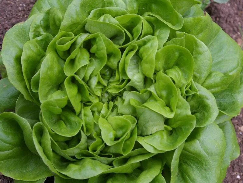 Салат саланова. Кук зеленый дуболистный Саланова. Листы салатов Саланова. Lettuce Gentile. Салат Кук фото.