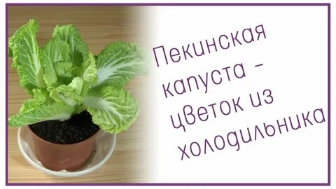 Пекинская капуста в горшках