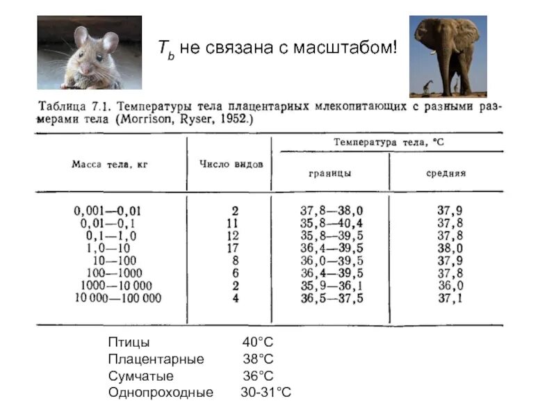Температура кошки 39 5. Нормальная температура тела животных. Температура тела млекопитающих. Нормы температуры тела у животных таблица. Норма температуры у собак.
