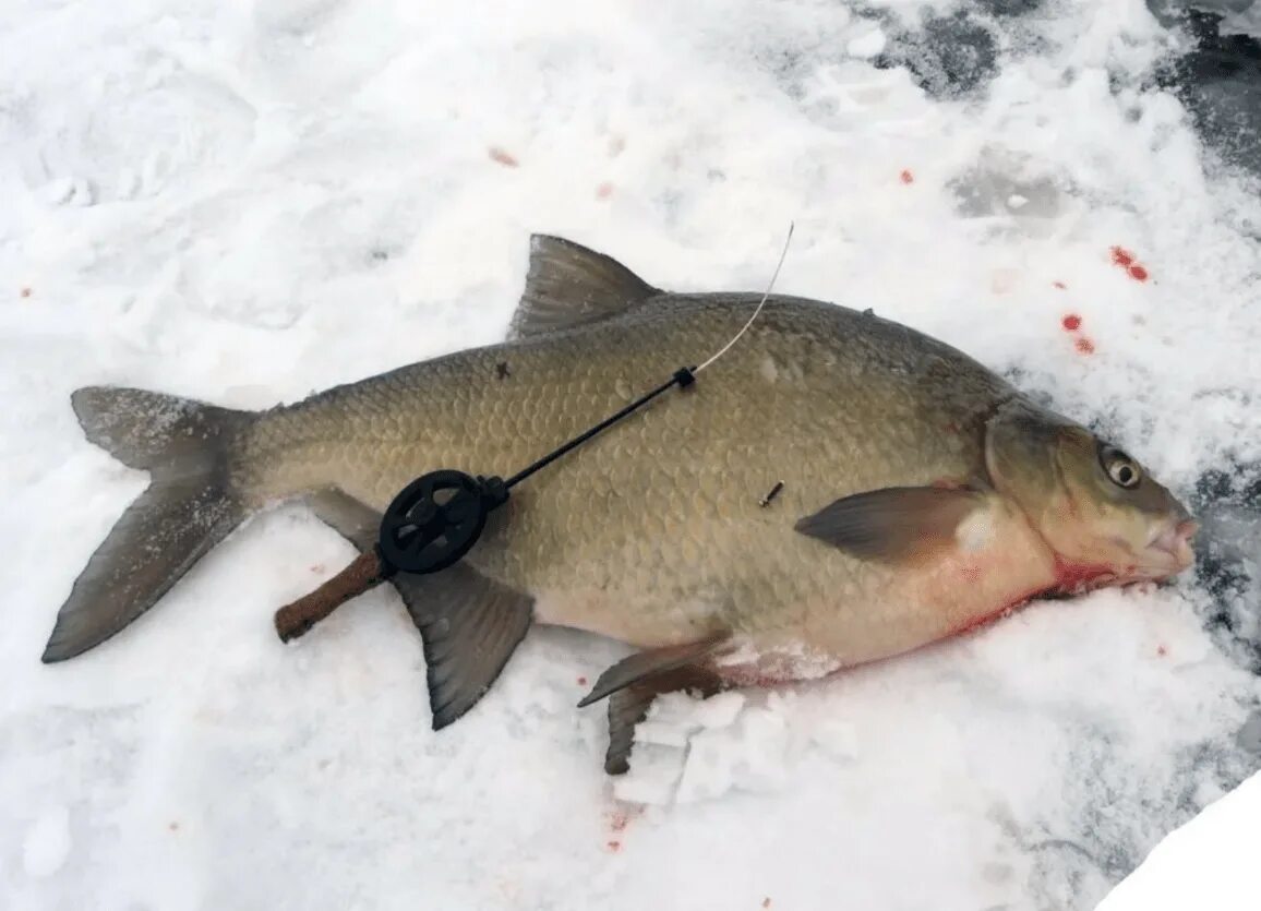 Ловля со льда видео. Зимняя рыбалка на леща. Ловля леща зимой. Рыбалка на подлещика зимой. Крупный лещ зимой.