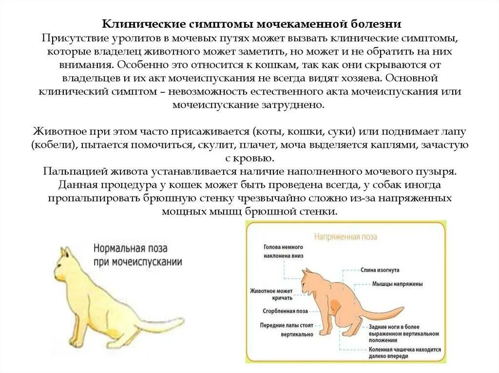 Приступ у кошки как выглядит Мастит у кошек: диагностика в СВАО, Бабушкинская, Северное и южное Медведково