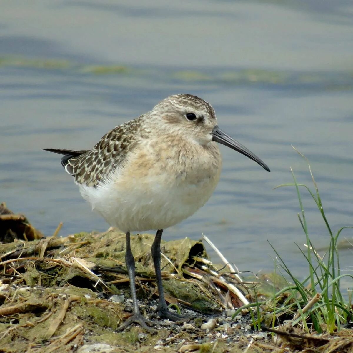 Когда кулики в 2024 году. Краснозобик Calidris ferruginea. Curlew Sandpiper Calidris ferruginea. Птичка краснозобик. Краснокнижный Кулик.