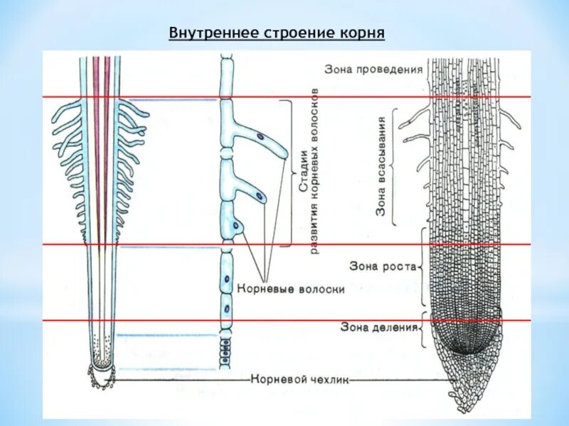 Каково строение корня. Составные части внутреннее строение корня. Внутреннее строение корня 6 класс биология. Зоны корня 6 класс биология рисунок. Клеточное строение корня 6 класс биология.