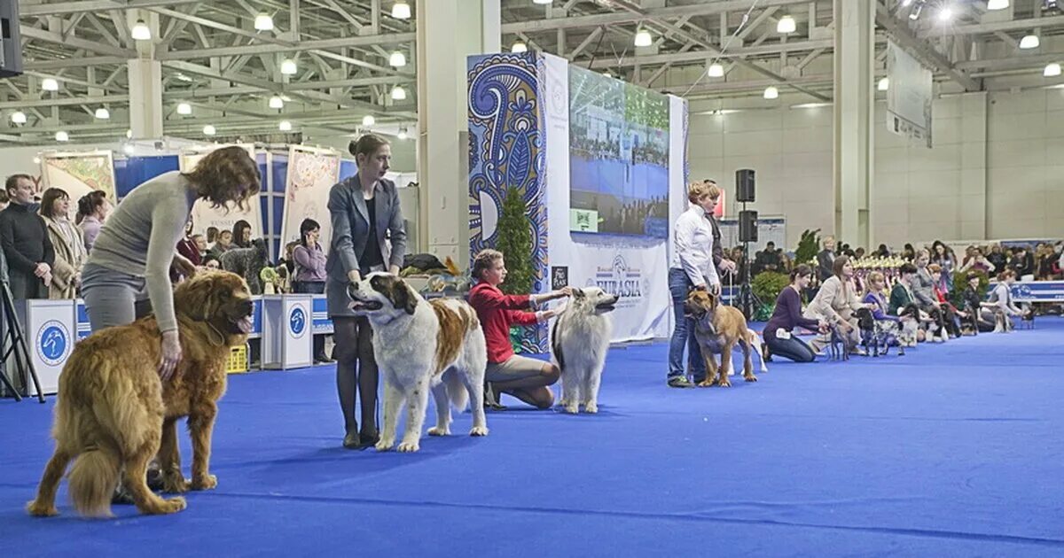 Выставка собак 13. Крокус Сити Экспо выставки собак. Выставки собак Крокус Экспо 2020. Крокус Сити Холл выставка собак. Собачья выставка в Крокус Сити.