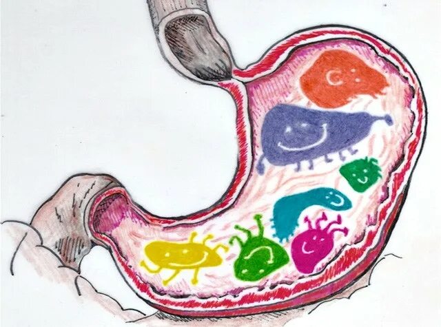 Как улучшить микрофлору желудка. Микрофлора пищевода и желудка. микрофлора жкт. микробиота желудка.