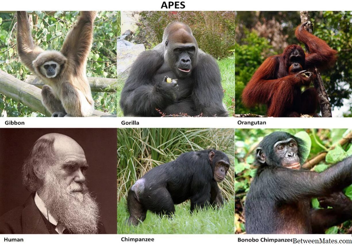 Что отличает от обезьян. Шимпанзе горилла орангутан. Обезьяна Гиббон горилла. Обезьяны орангутан шимпанзе и горилла. Приматы и обезьяны разница.
