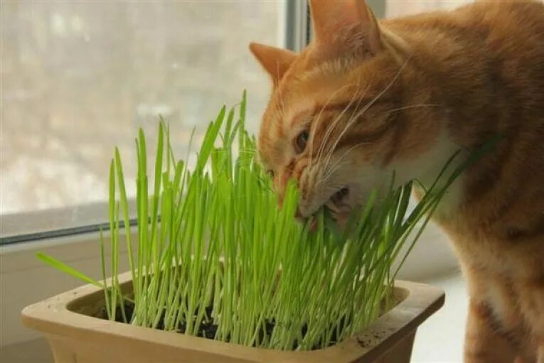 Зачем кошкам трава. Травка для кошек. Овес для котов. Трава для кошек на подоконнике. Овес пророщенный для кошек.