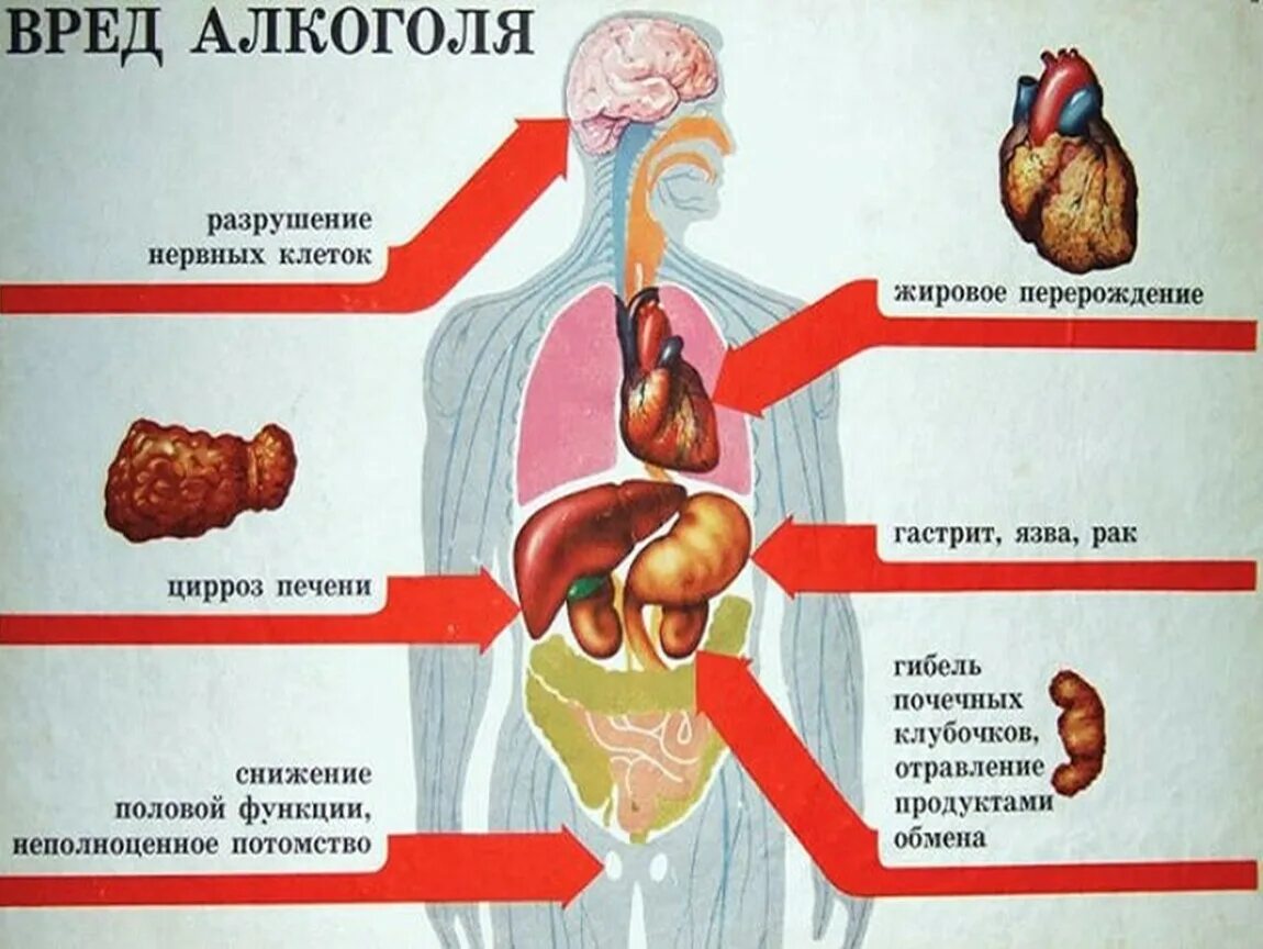 Органы страдают в первую очередь