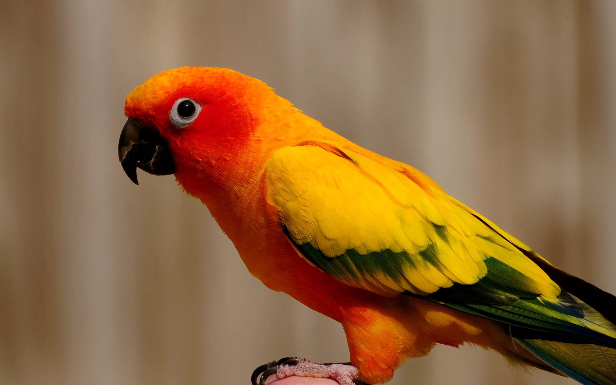 Кто такой попугай. Sun Conure попугай. Попугай аратинга красный. Гваделупский аратинга. Попугай аратинга желтый.