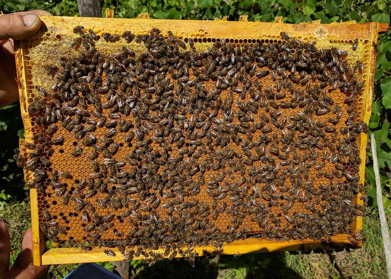 Купить пчел мордовия. Лесные пчелы. Продаются пчелосемьи. Улей лесных пчел. Серая Лесная пчела.