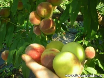 Средство от курчавости персика