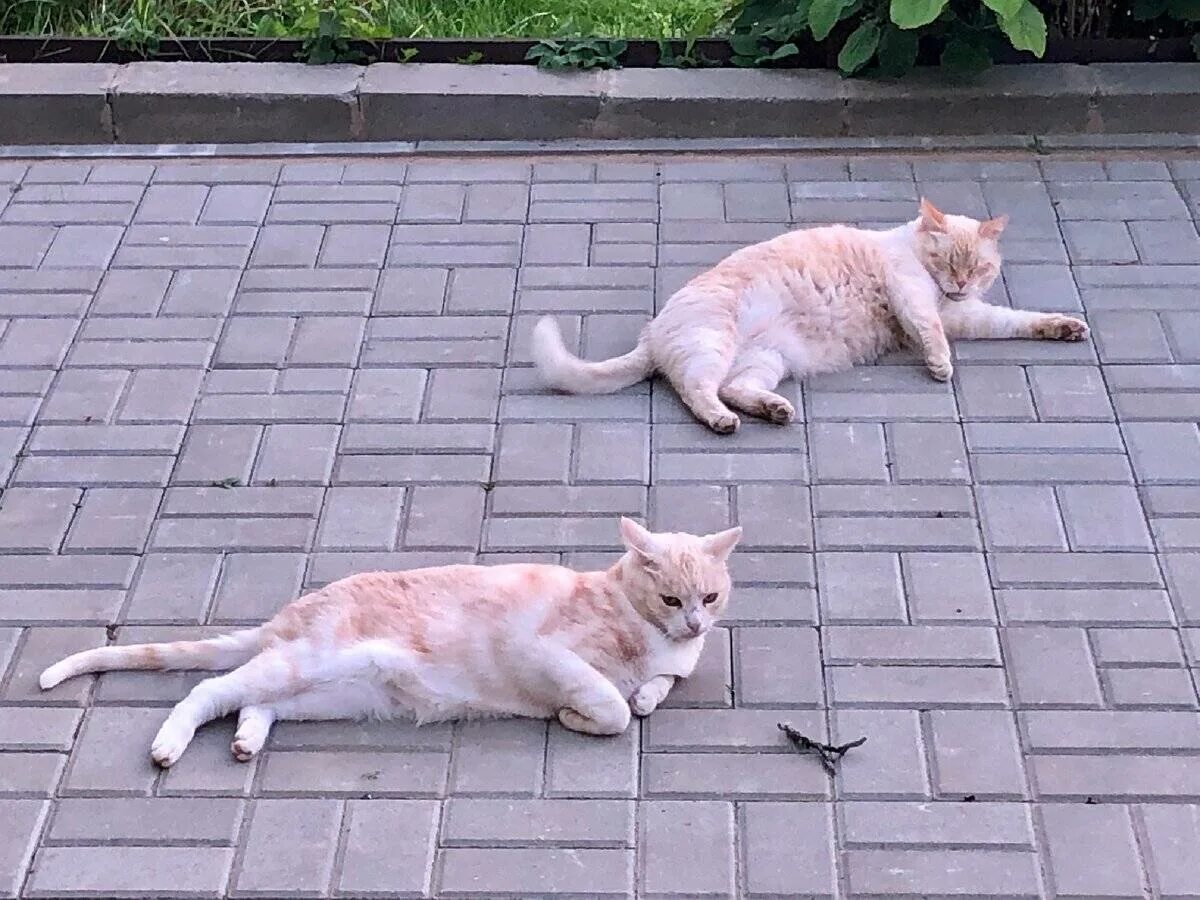 Почему коты гуляют