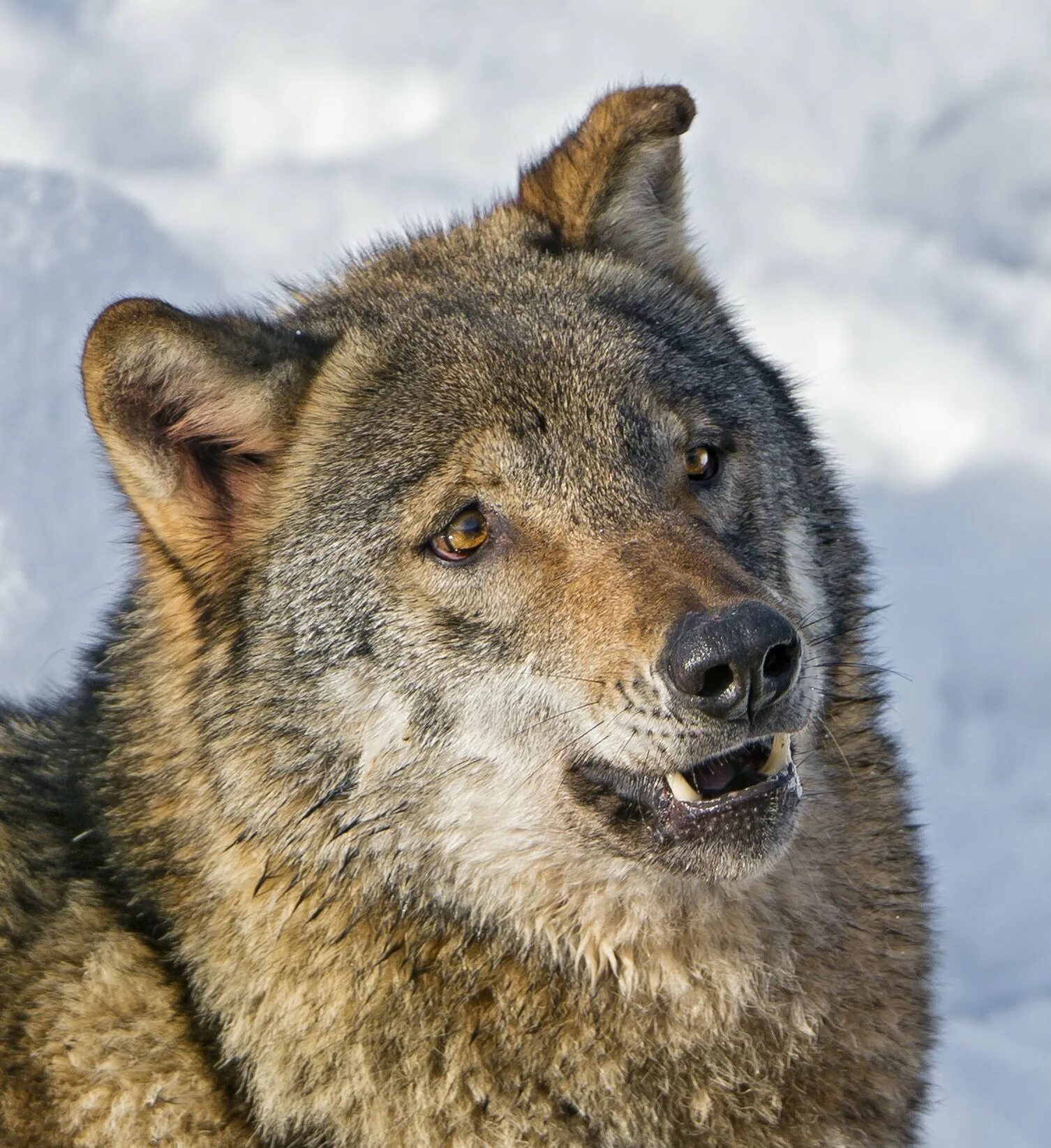 испуганный волк. удивленный волк фото. удивленный волк. испуганный волк. Got волки.