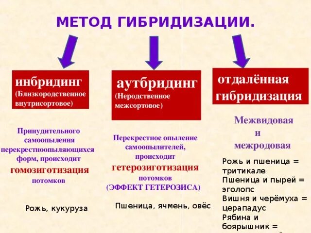 Получение чистых линий инбридингом. Методы селекции растений гибридизация. Методы селекции отдалённая гибридизация. Гибридизация метод селекции растений. Методы гибридизации в селекции.