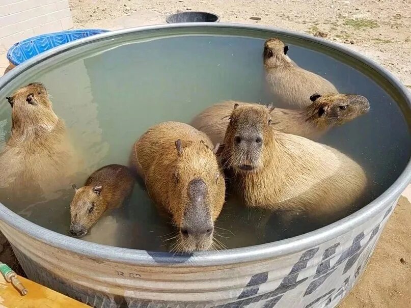 Capybara and babies having a swim. Capybara, Cute animals, Animals beautiful
