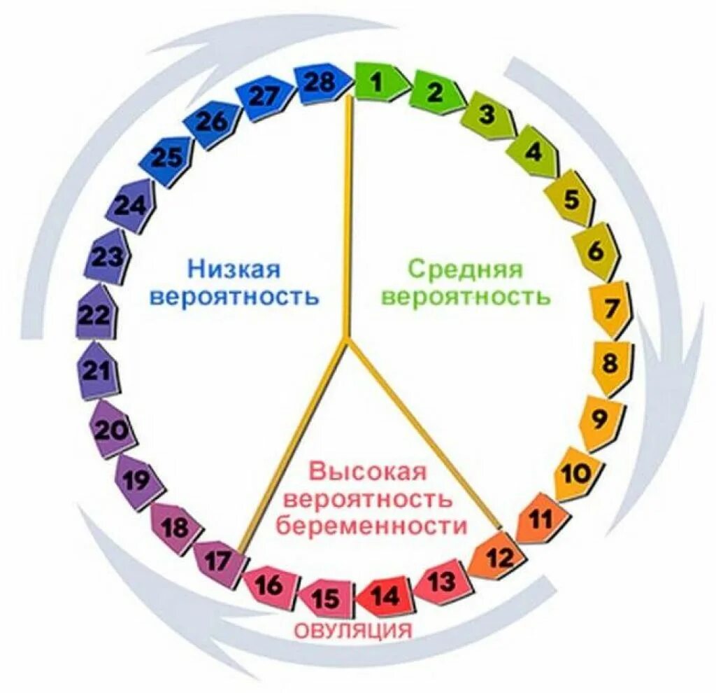 Как правильно считать менструационный цикл. Фазы цикла менструационного цикла. Вероятность забеременеть цикл. Цикл месячных вероятность зачатия. Шансы забеременеть в цикле.