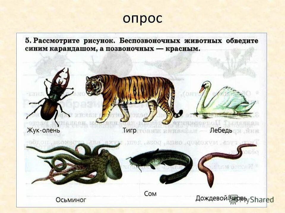 Какие организмы относятся к беспозвоночным животным. Позвоночное и безповозвончное животные. Позвоночных и беспозвоночных. Классы позвоночных животных. Беспозвоночные животные.