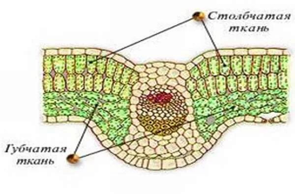 Мякоть листа название. Столбчатая ткань и губчатая ткань. Мякоть листа фотосинтезирующая ткань. Основная ткань мякоть листа губчатая и столбчатая ткань. Столбчатая паренхима губчатая паренхима.