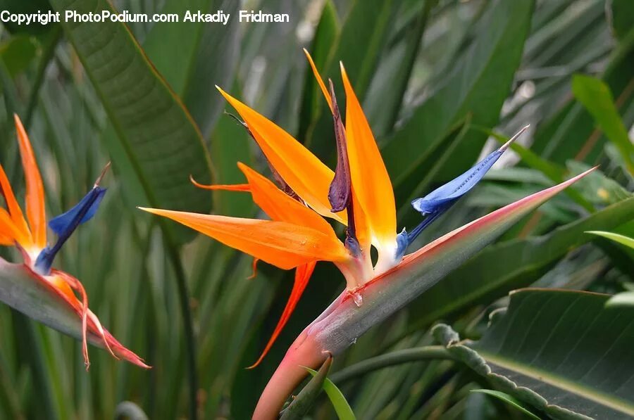 Aeschynanthus 'Big Apple'
