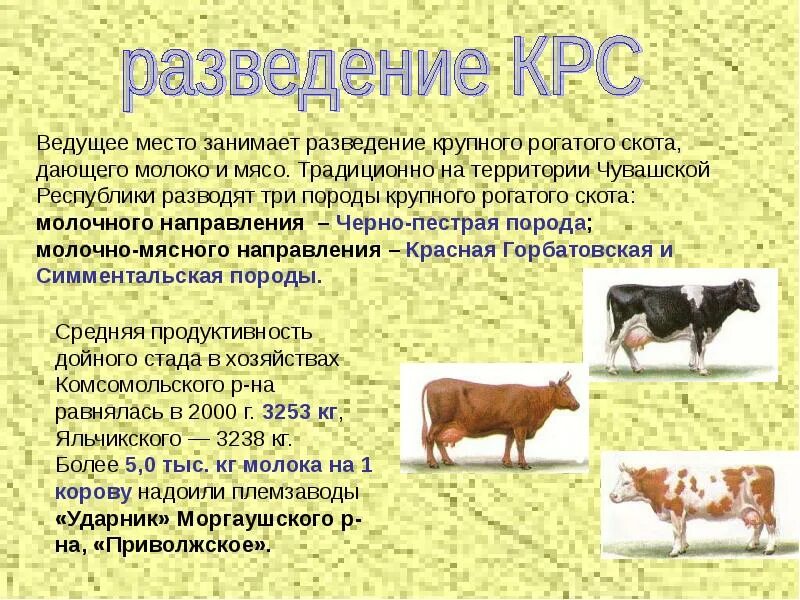 Название отрасли животноводства. Животноводство. Разведение крупного рогатого скота. Сообщение о животноводстве. Презентация отрасли животноводства.