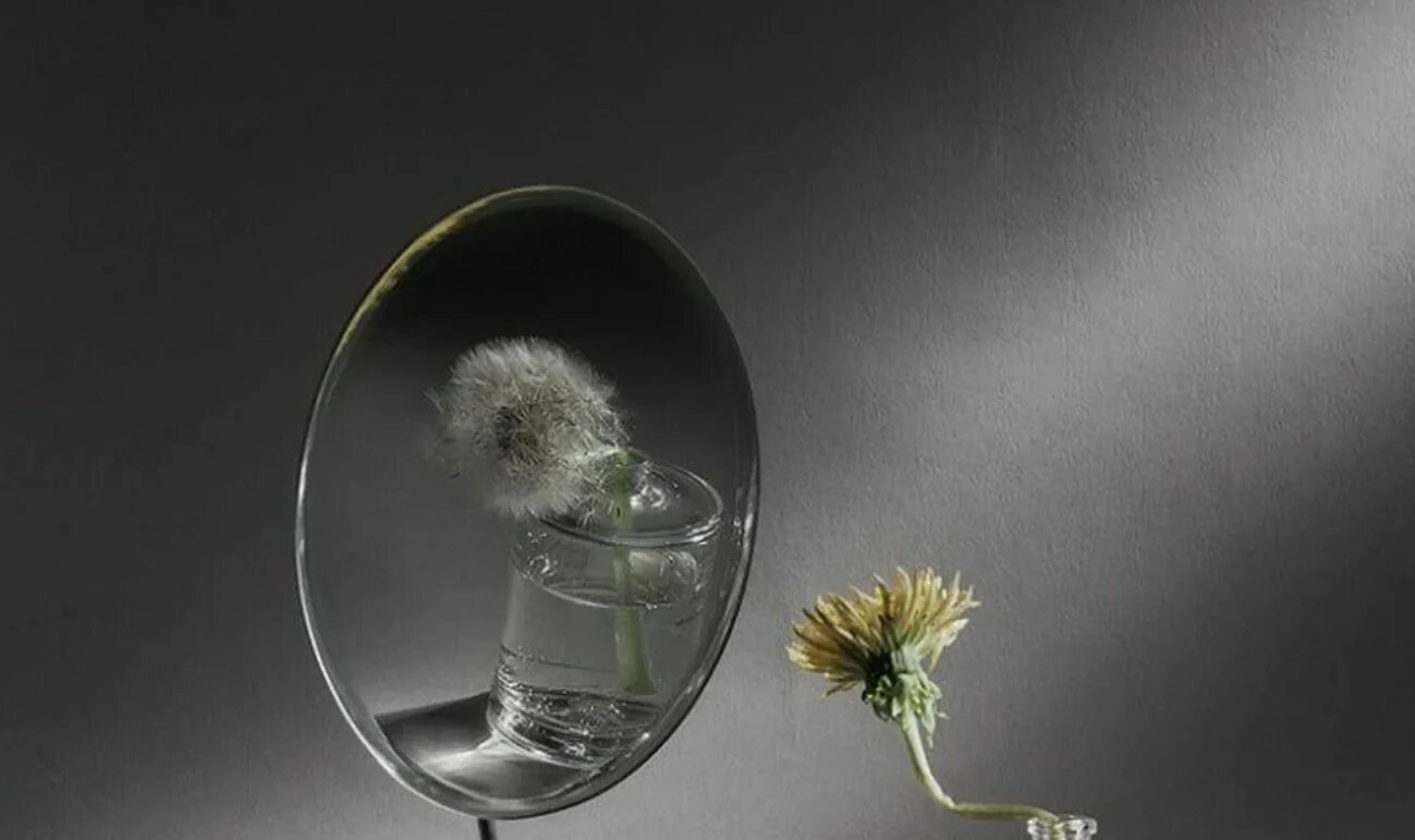 Отражение цветка в зеркале. Одуванчик в зеркале. Отражение одуванчика. Неверное отражение. Зеркала пародия