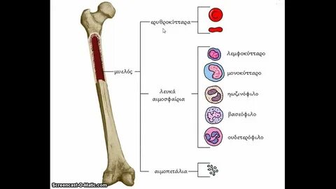 Сделайте анализ терминов по тэ osteologia pathologia