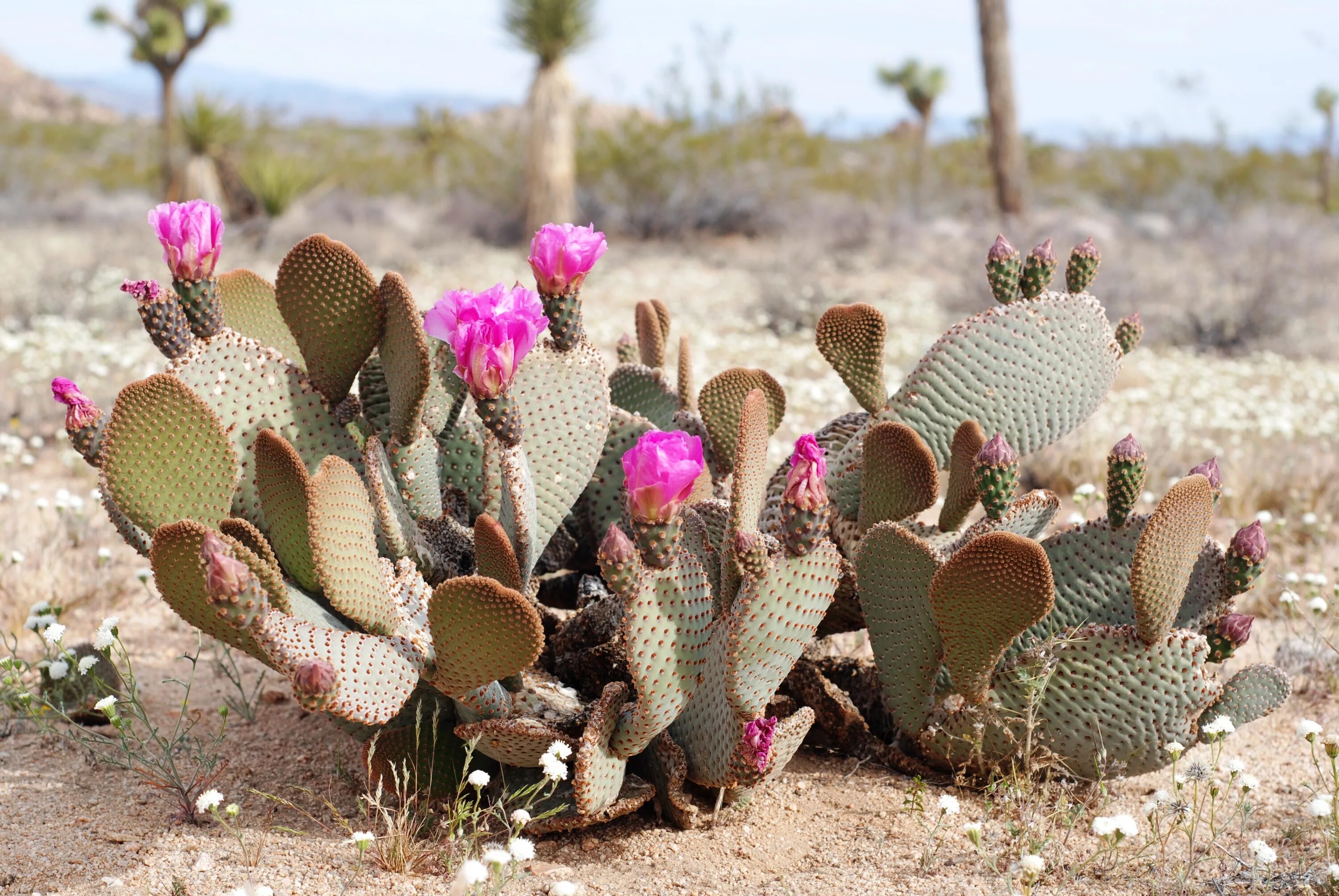 Cactus dg. Opuntia basilaris. Перескиевые кактусы. Basilaris (опунция). Кактус опунция.