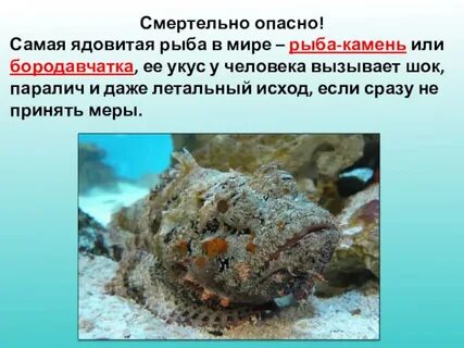 Название ядовитой рыбы