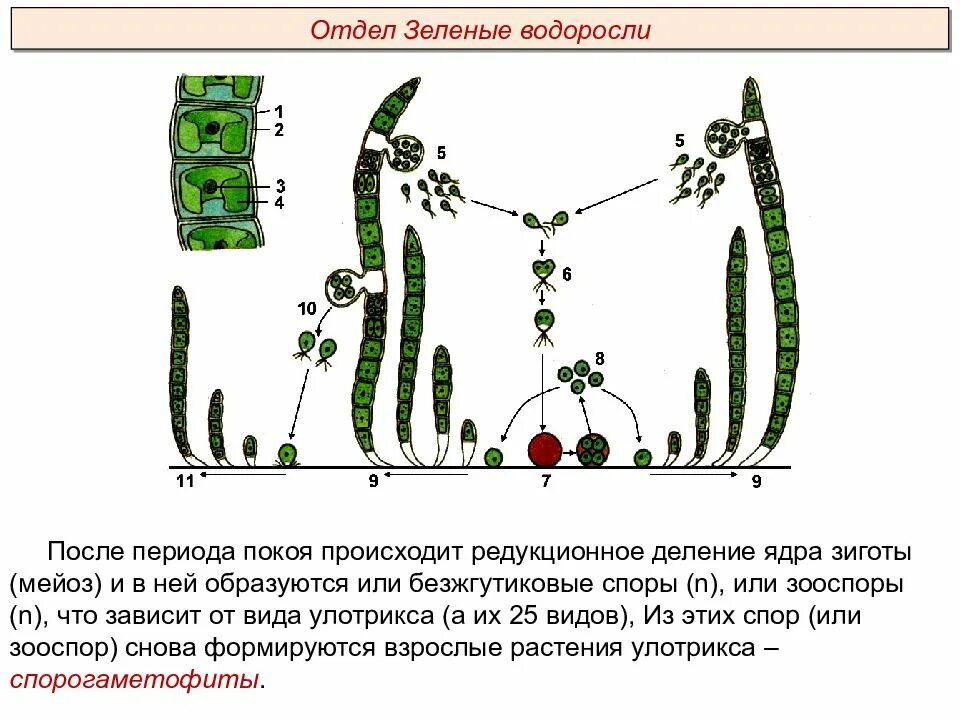 Преобладающее поколение у водорослей. Размножение водоросли улотрикса. Жизненный цикл улотрикса рисунок. Стадии жизненного цикла улотрикса. Зеленые водоросли улотрикс.