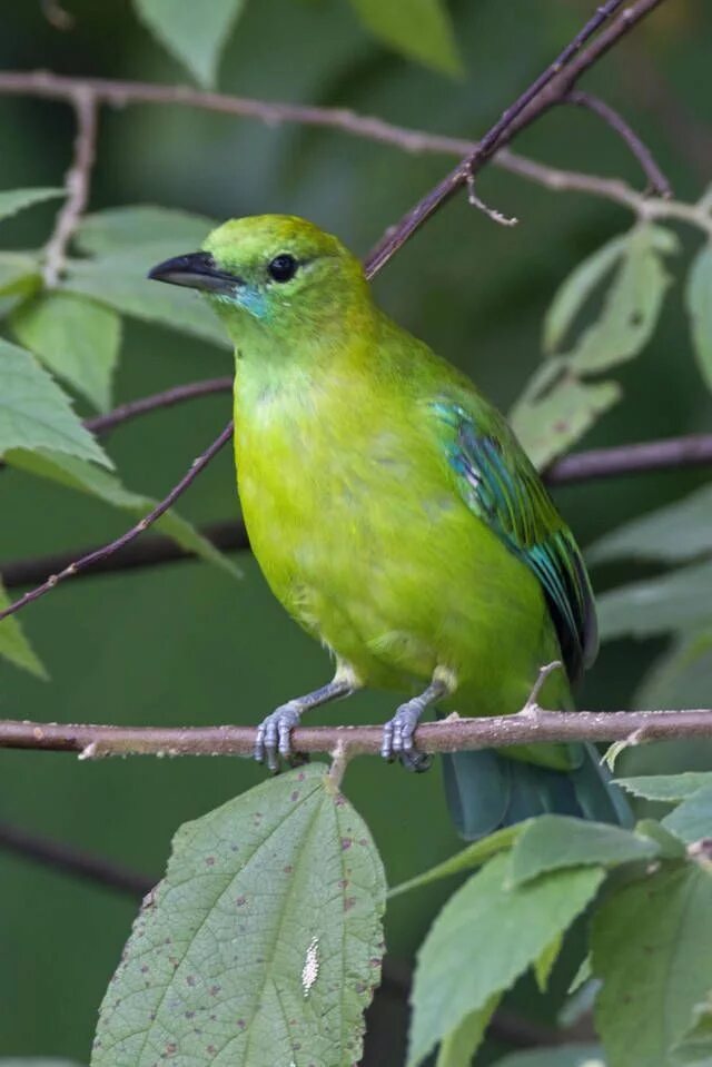 Зеленая птичка название. Желто зеленая птица. Маленькие зеленые птички. Птица с зеленой грудкой. Птица салатового цвета.