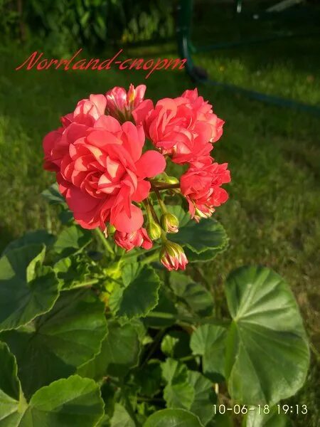 пеларгония норланд красный. пеларгония норланд розовый. пеларгония норланд. пеларгония грандифлора микс. пеларгония норланд красный.